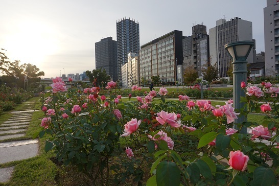 中之島公園のバラ園 その１ 観察の記